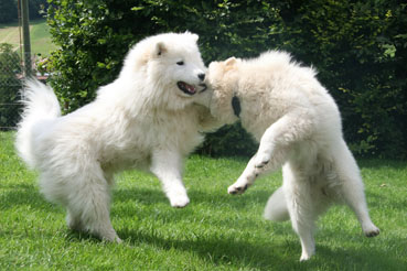 samoyede